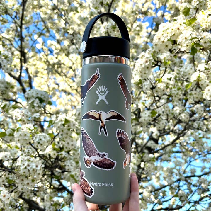 HawkWatch International - Wholesale Sticker - Raptors of Texas Sticker Pack1