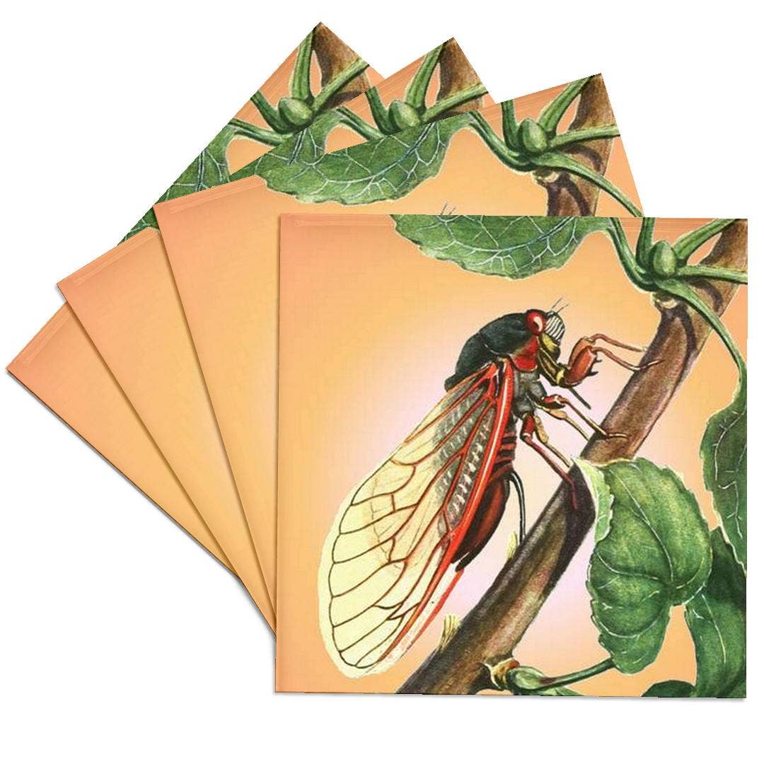3dRose - Wholesale Coasters - 3dRose, Cicada - cicada, cicadas, magicicada septendecim, insect, insects, bugs, winged insects, Coaster0