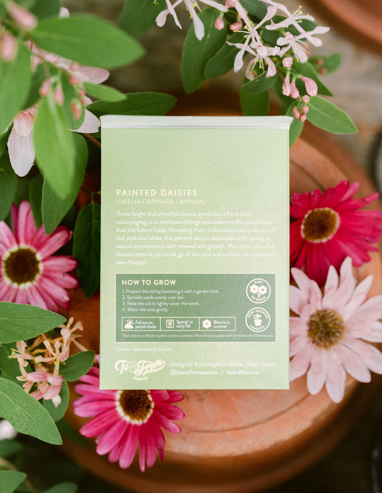 To & From Gift Co. - Vente Graines de plantes - Marguerites peintes (Nouveaux débuts) - Sachet de graines pour floriographie1