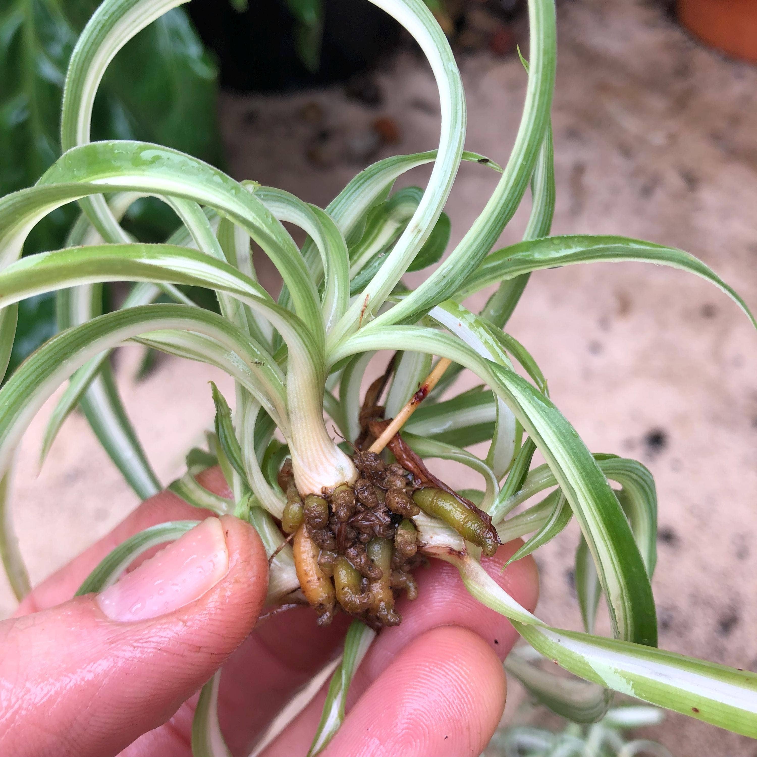 Wildheart Crystals – wholesale Levande växt – Lockig Bonnie spindelväxt - Luftrenande krukväxt för barnrum8