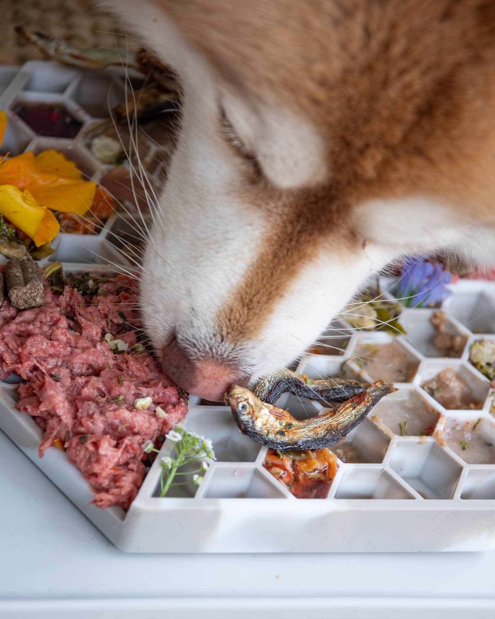 LIEVICK – Tapete para comedouro – Cão por atacado – LIEVICK Tapete para lamber | Cinza e branco1