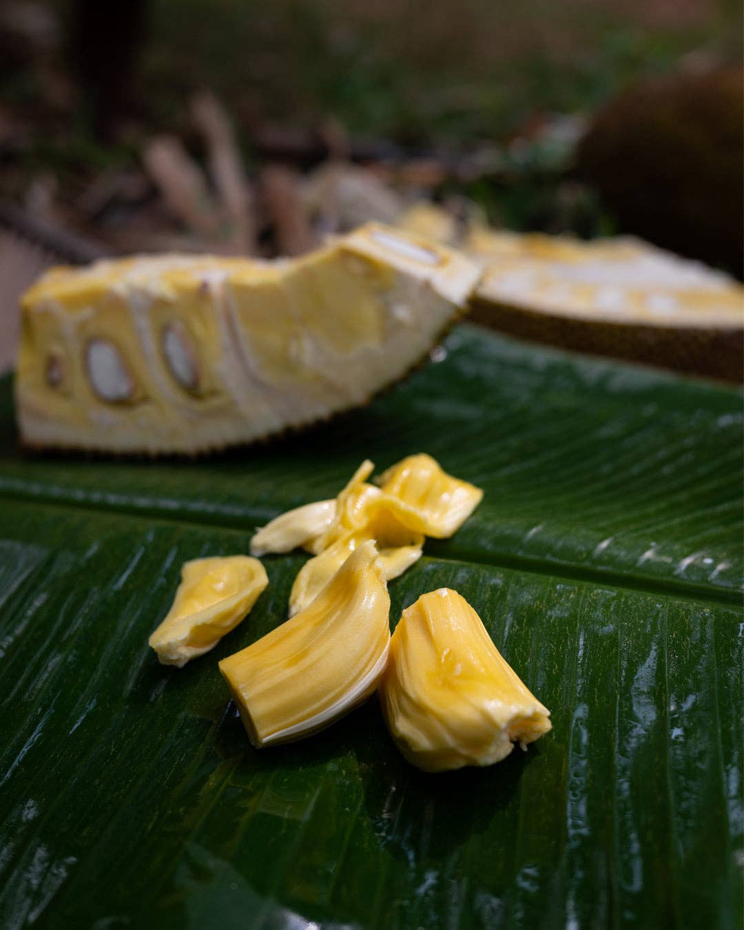 Kumaio® - Wholesale Fruit Snacks - Organic sweet jackfruit, in a jar - 220 g2