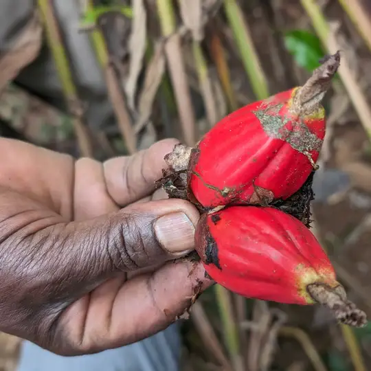 Burlap & Barrel - Wholesale Dried Spice - Grains of Paradise - Single Origin Spice & Seasoning2