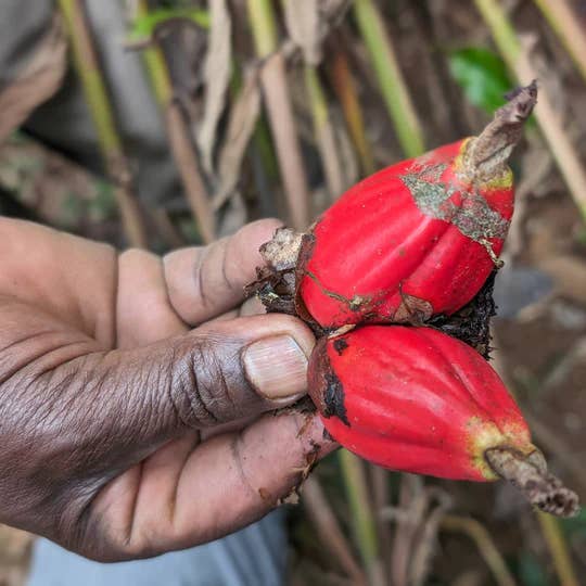 Burlap & Barrel - Wholesale Dried Spice - Grains of Paradise - Single Origin Spice & Seasoning2