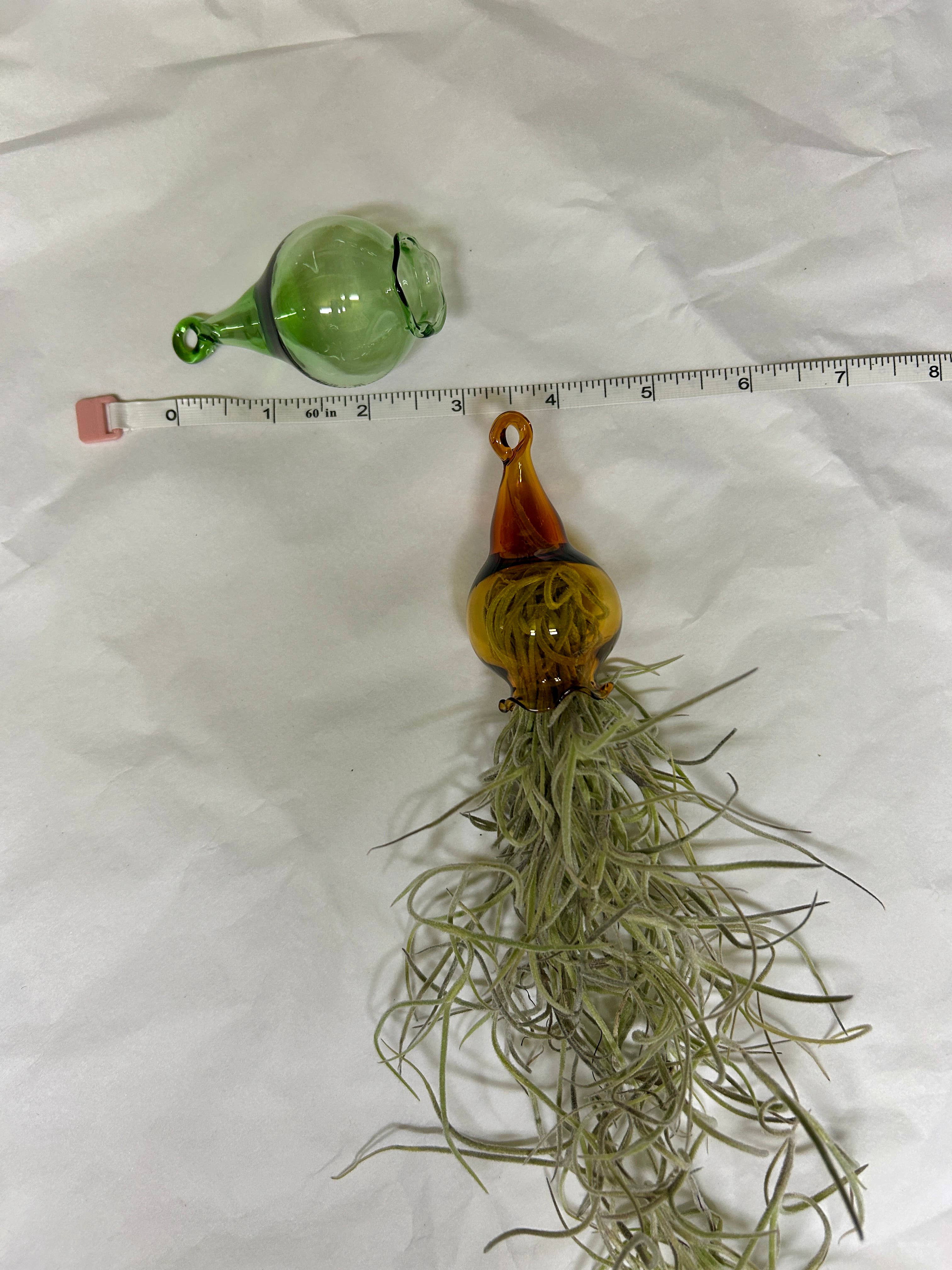 Terrapin Glass Gardens - Wholesale Live Plant - Glass jellyfish vessels with live air plants4