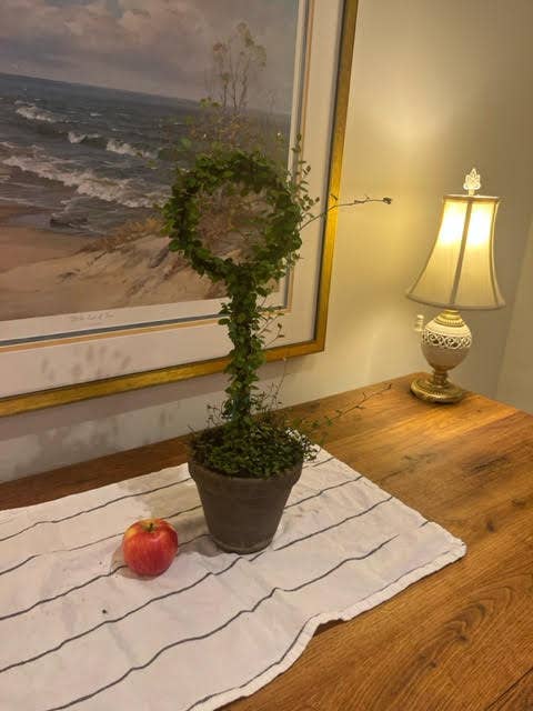 Sunrise Topiaries - Wholesale Live Plant - Live Woven Angel Vine "Lollipop" in 6 inch pot2