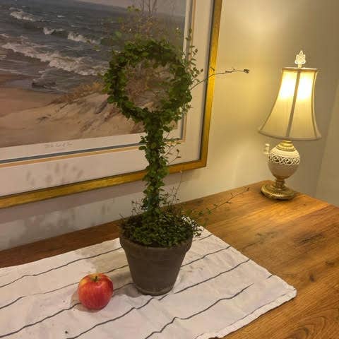 Sunrise Topiaries - Wholesale Live Plant - Live Woven Angel Vine "Lollipop" in 6 inch pot2