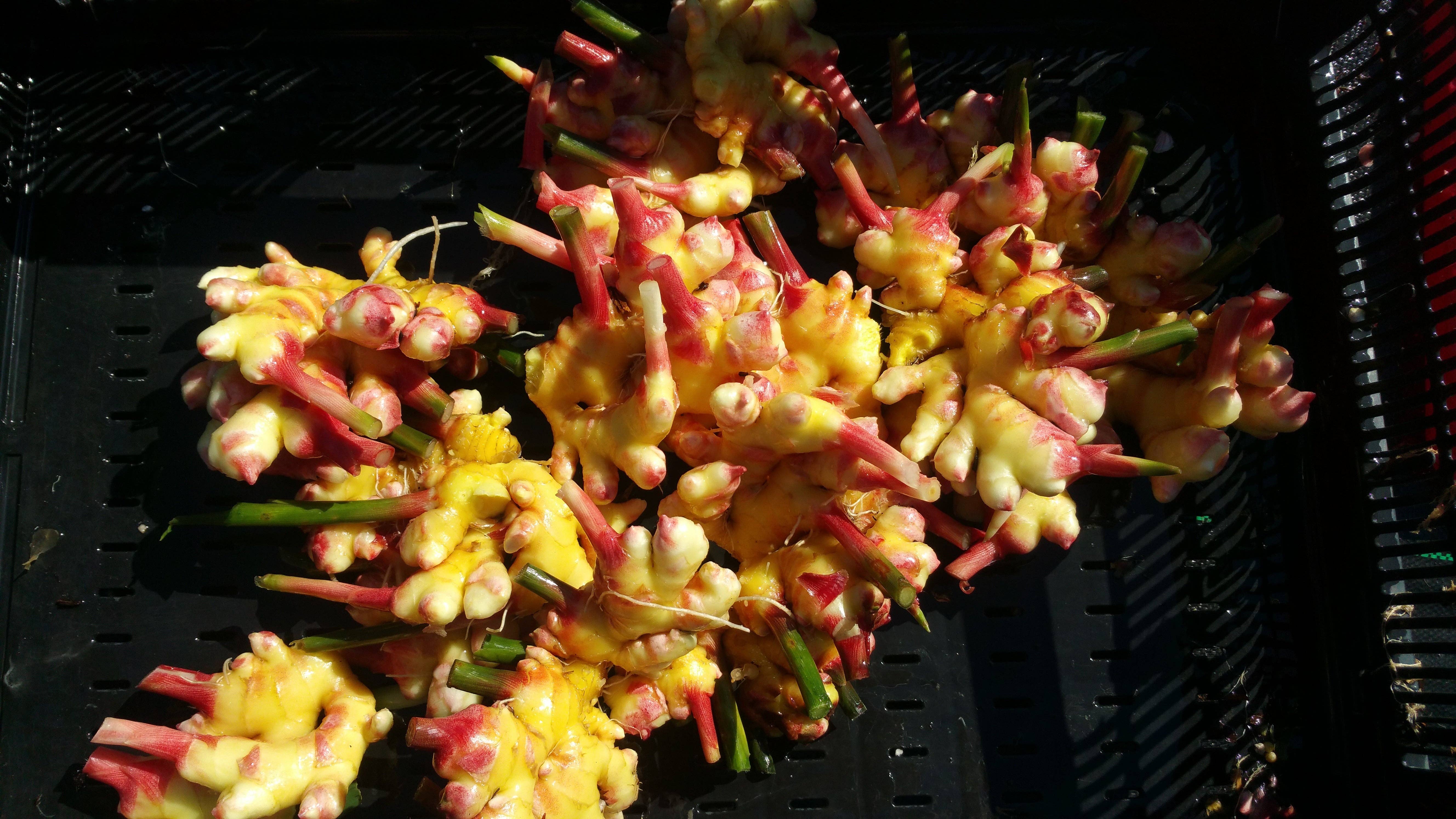 Rayburn Farms - Wholesale Loose Tea - Pisgah Punch8