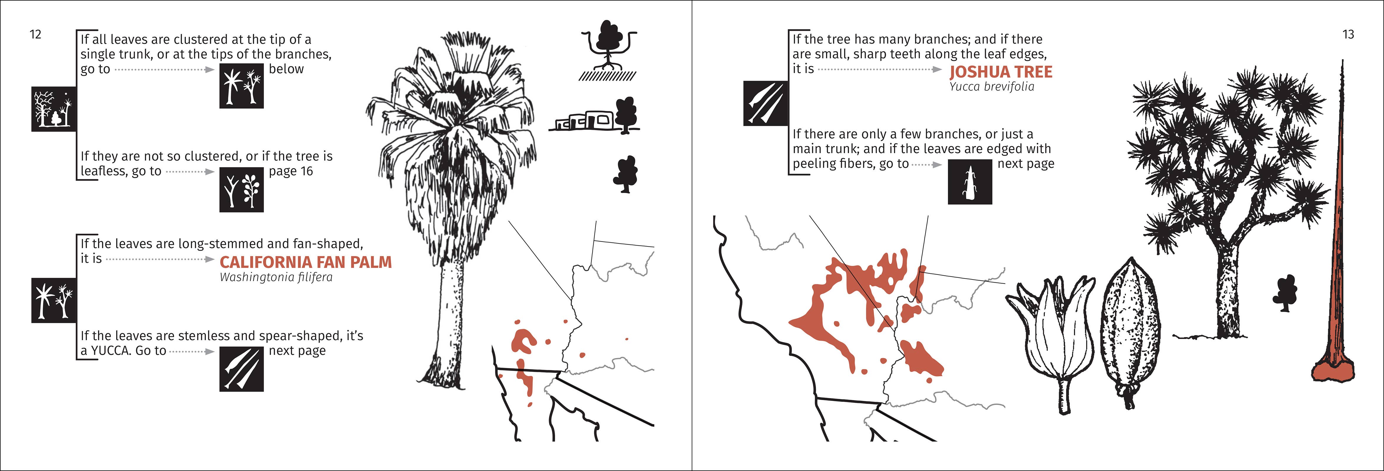AdventureKEEN - Wholesale Nature & Outdoors - Desert Tree Finder 2e12