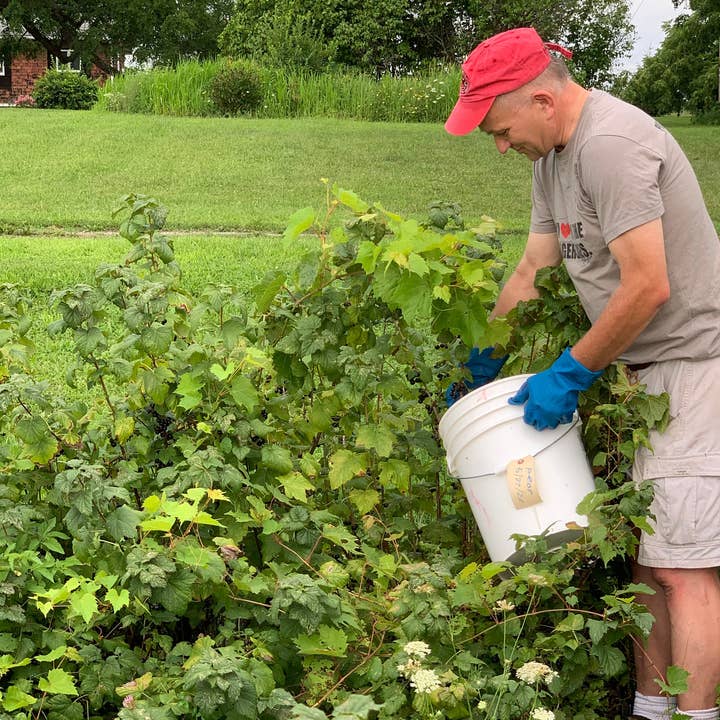 Finger Lakes Harvest - Venta al por mayor Suplementos/vitaminas para beber - Arbusto de saúco4