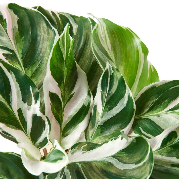 CALATHEA WHITE FUSION 4-inch for wholesale by House Plant Wholesale