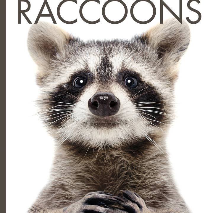 The Creative Company - Wholesale Nature & Outdoors - Raccoons