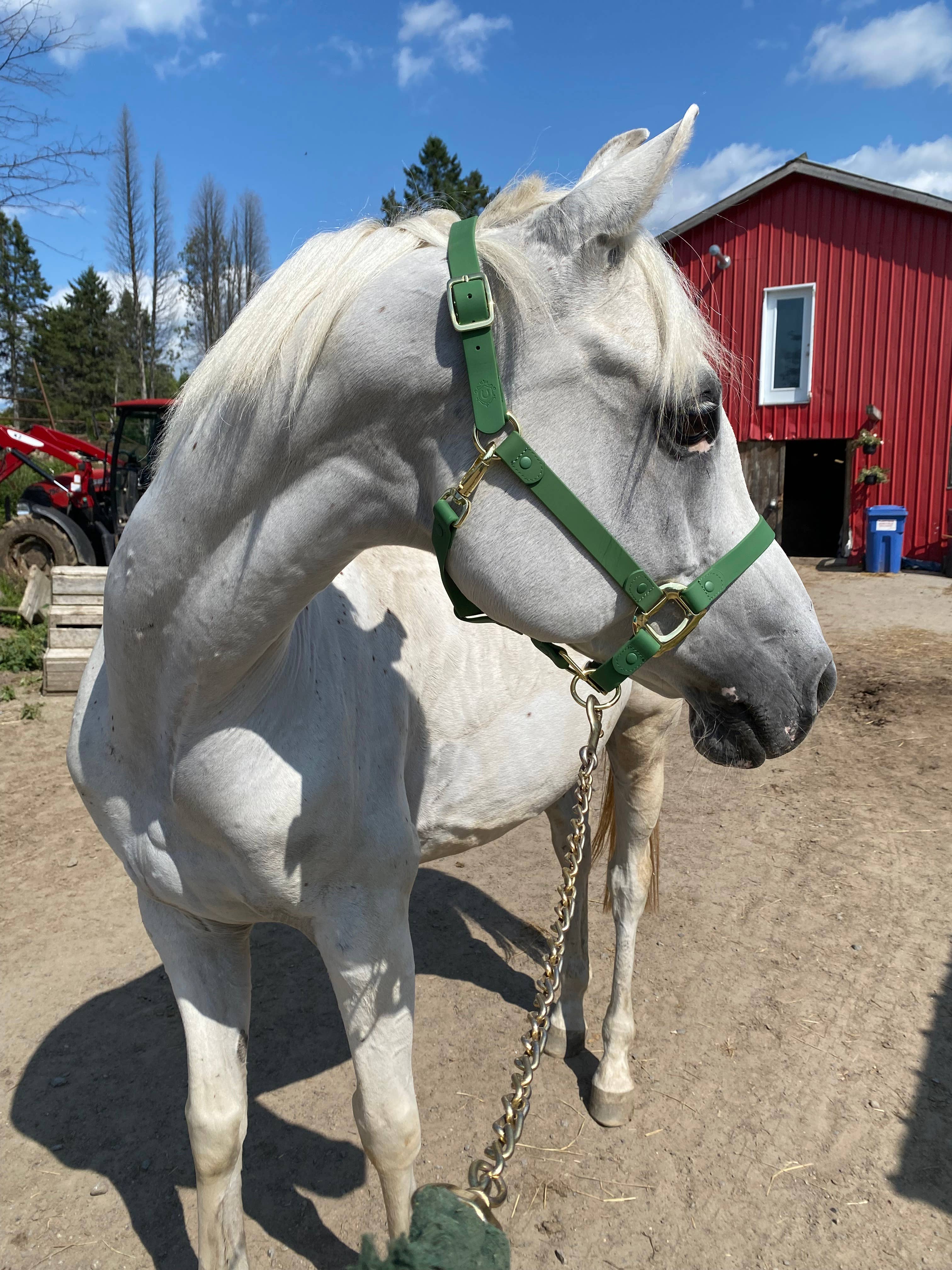 iDoggos – Engroshandel Rideudstyr – VANDTÆT Green Horse grime * NU TILGÆNGELIG*4