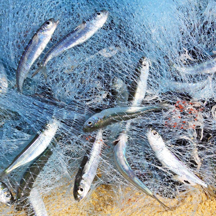 Krediz - Wholesale Sporting Accessories - Saltwater Fishing 6 Foot Cast Net with Heavy Duty Sinker Weights for Bait Trap1