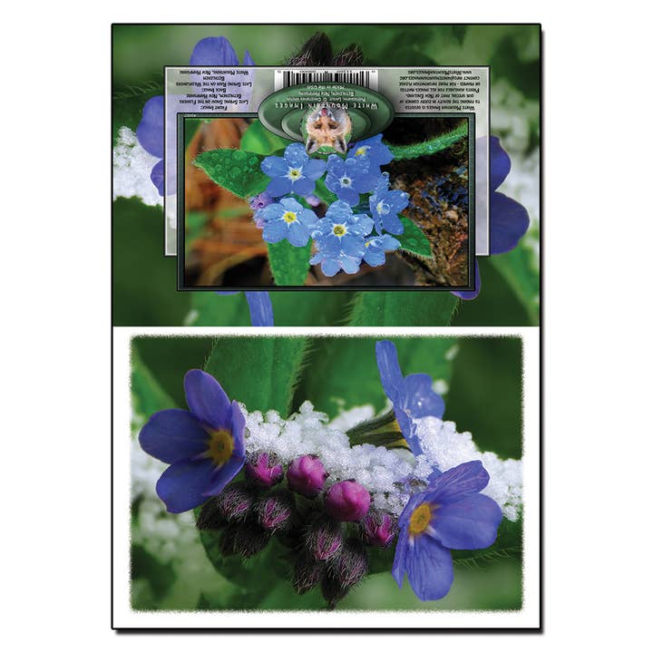 #2027 Notecard de queda de neve no final da primavera por atacado de White Mountain Images