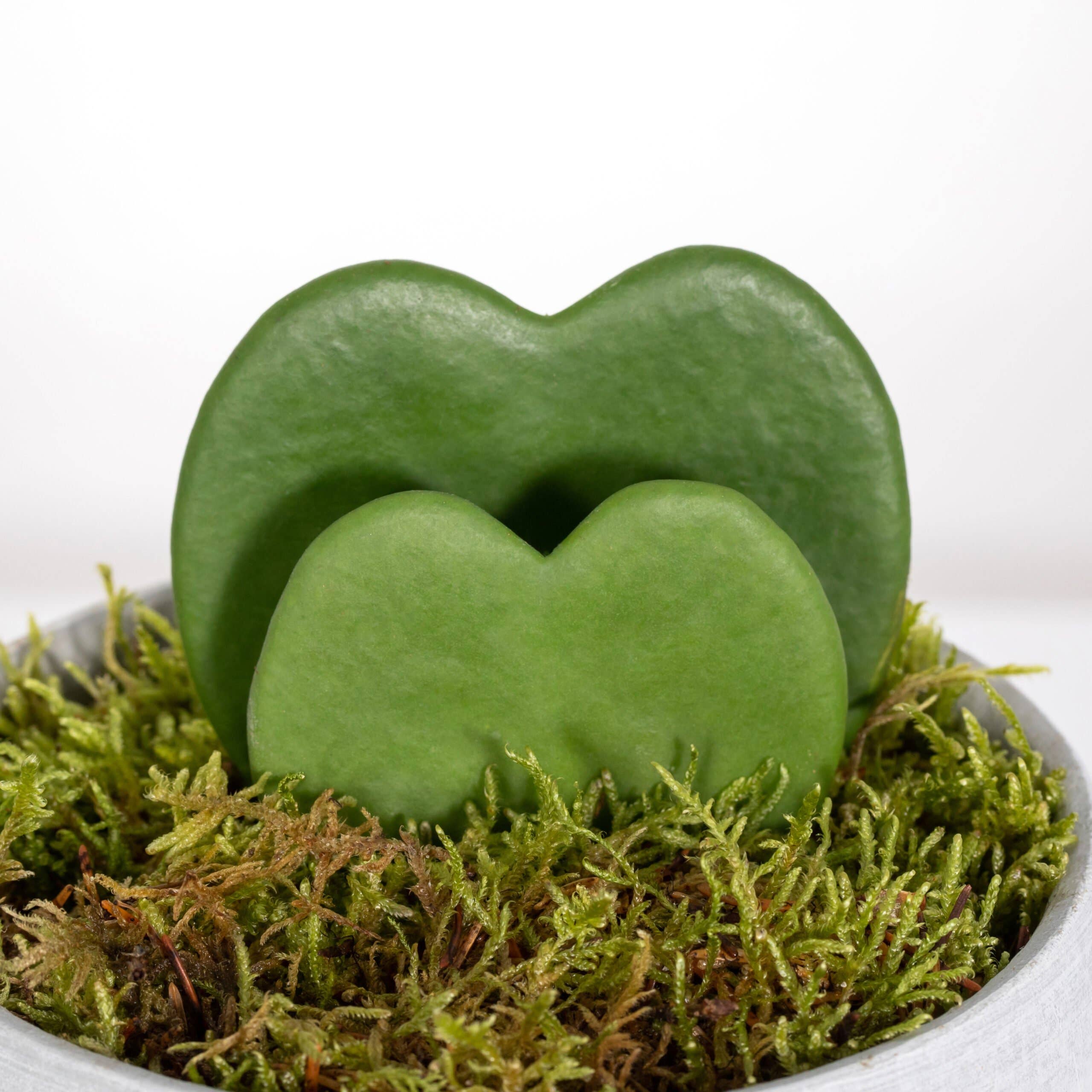 The Little Botanical – wholesale Succulent – Hoya Kerrii (Double Heart) 💚💚14