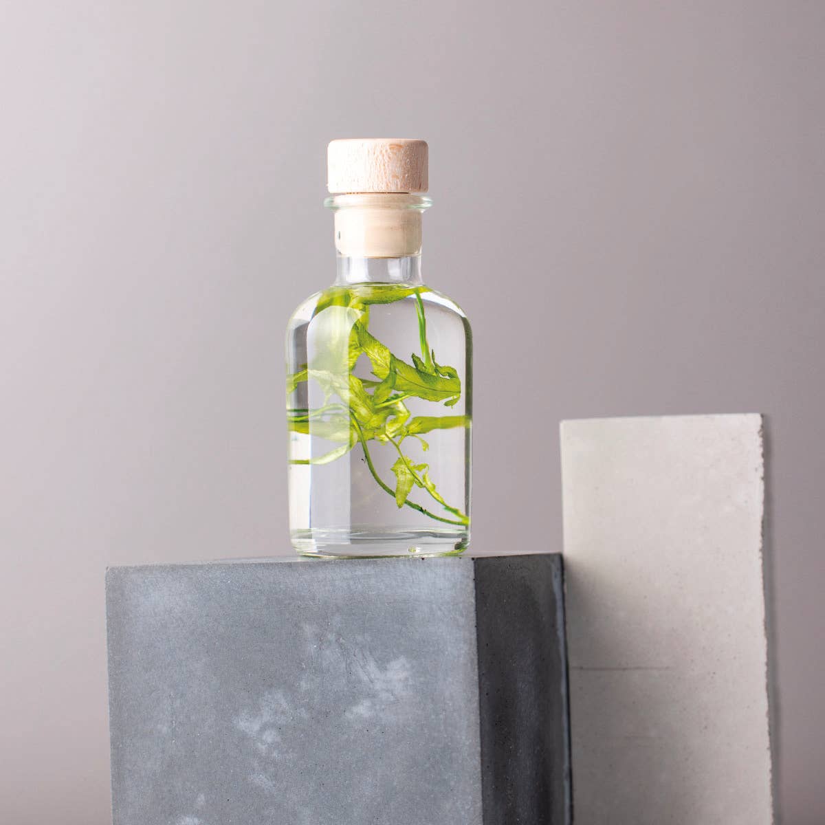 Theophile Berthon - Wholesale Live Plant - The Herbarium Aquatic algae - submerged plant4