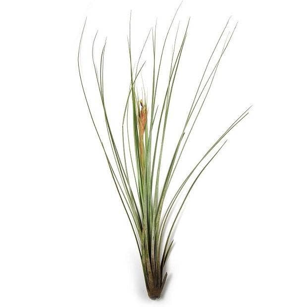Airplant Direct - Wholesale Live Plant - Tillandsia Juncea Air Plant