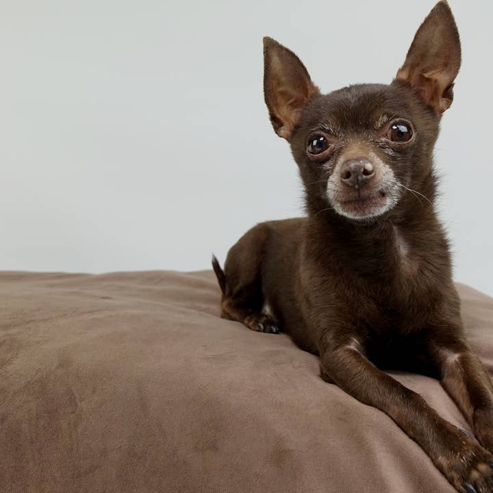 Hillfoot & Paws - Wholesale Pet Bed - Dog - Scuff Tough Handmade Dog Bed - Smooth Mocha