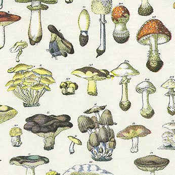 Nashville Wraps - Wholesale Tissue Paper - Floral & Nature Print Tissue Paper Sheets19