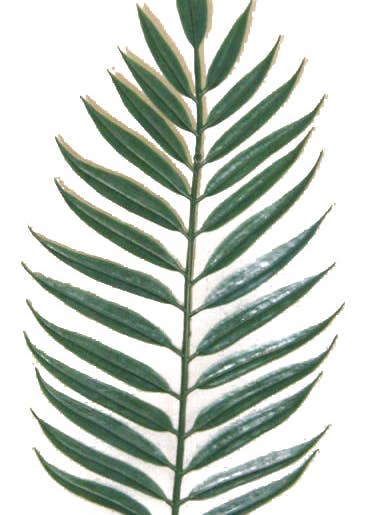 14.5" PVC PALM LEAF SPRAY (12 STEMS/PC) - GPB310-DK.GN for wholesale by General Wholesale Inc