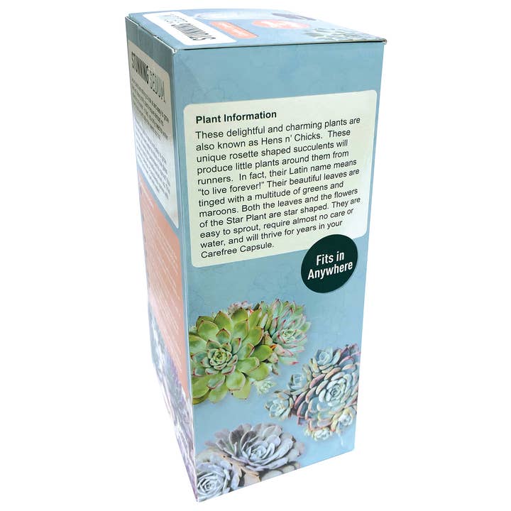 Silver Circle Products - Wholesale Terrarium - Stunning Sedum Carefree Capsule Glass Terrarium