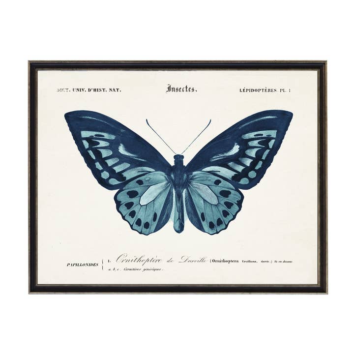 Blue Butterfly B for wholesale by Antique Curiosities Inc