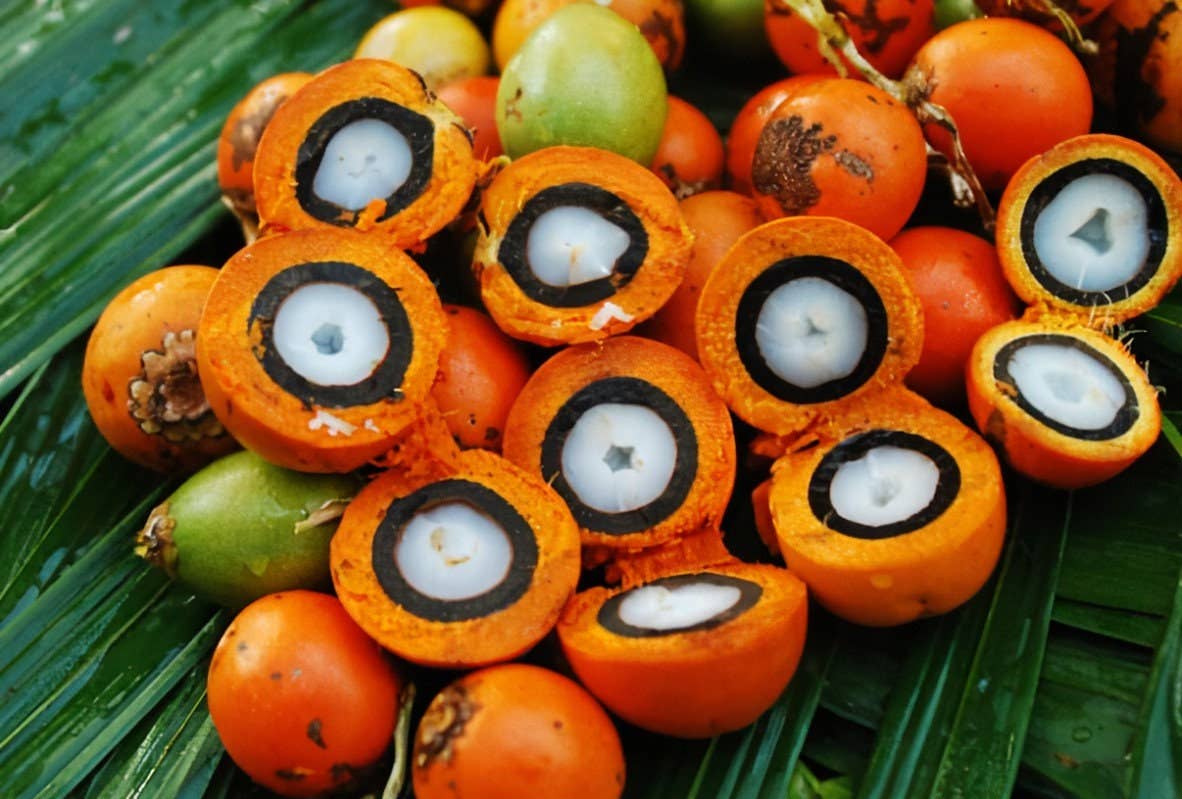 Kemistry Organics - Wholesale Body Balm/Butter - Marajó Tucuma Butter for Hair, Face & Body4