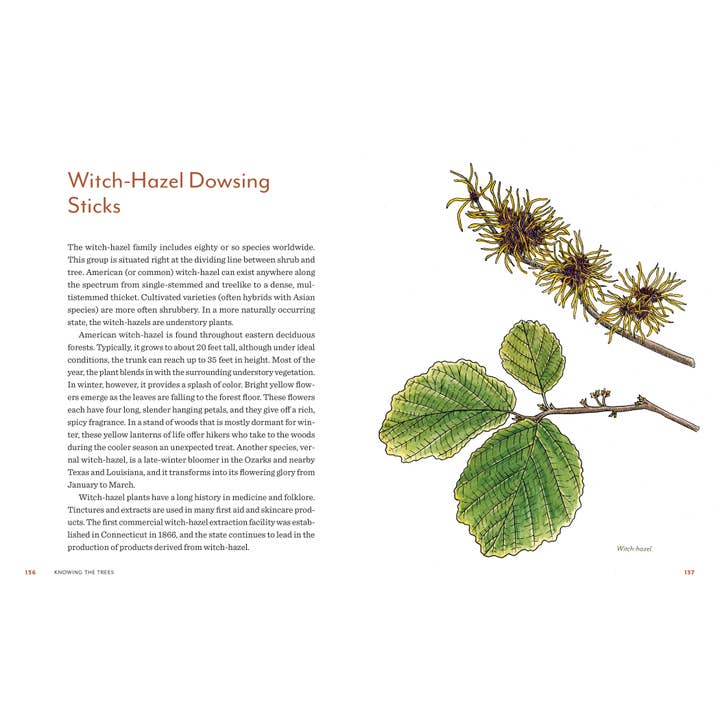 Mountaineers Books - Wholesale Book - Adult - Knowing the Trees: Discover the Forest from Seed to Snag