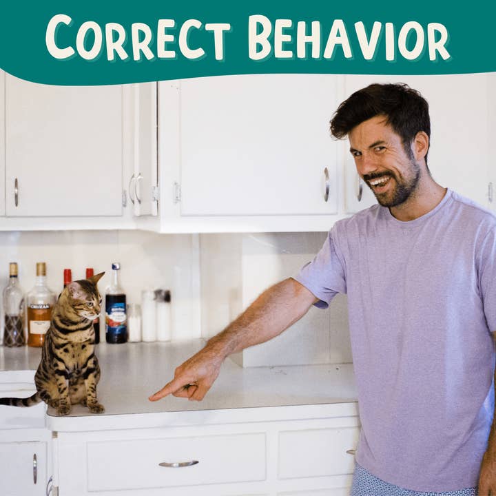 Outdoor Bengal - Wholesale Card Game - CLICK CRUSADE™ - Cat Training6