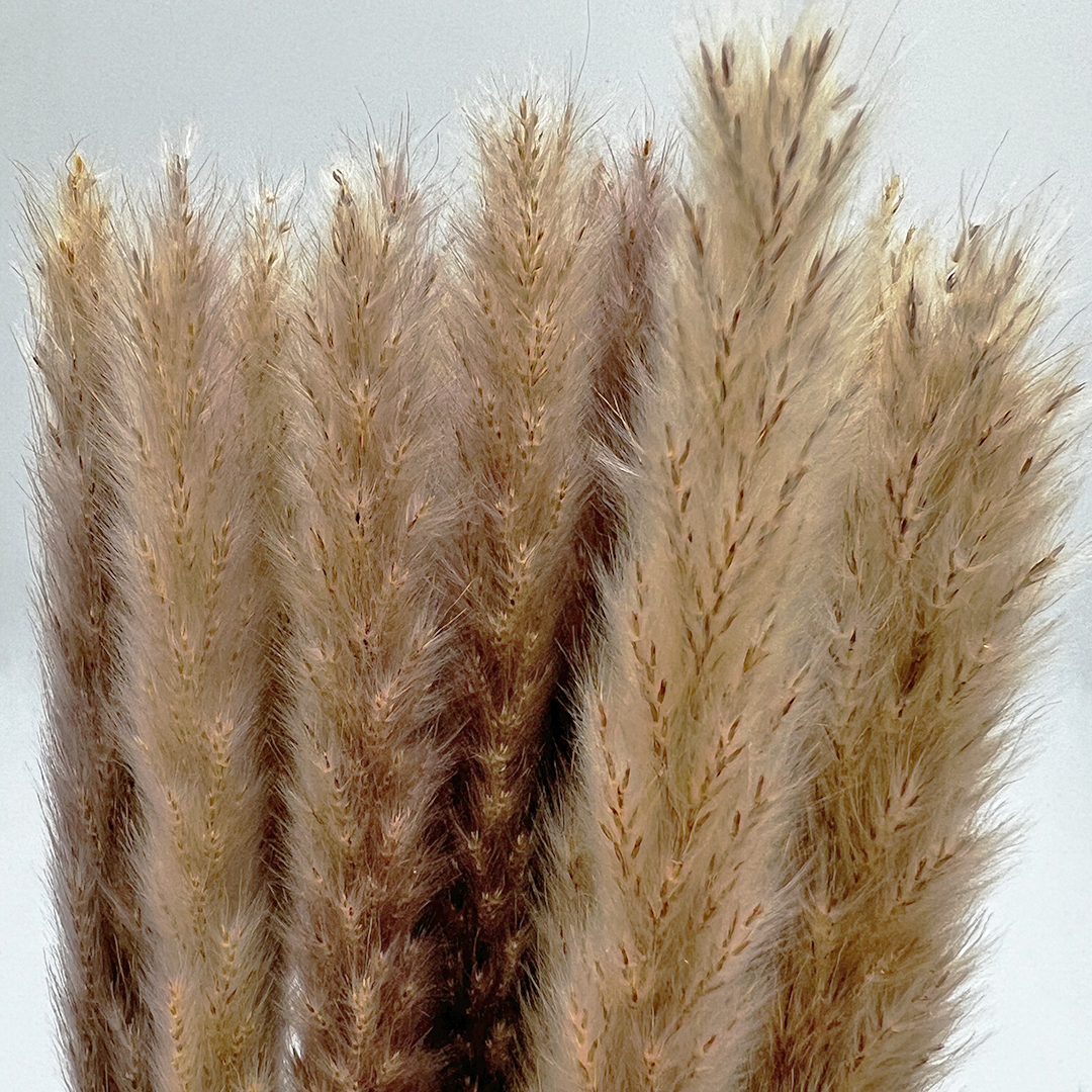 2626 Designs – Engroshandel Tørrede/pressede blomster – Konserverede blomster Lille pampassgræs, 20" langt1