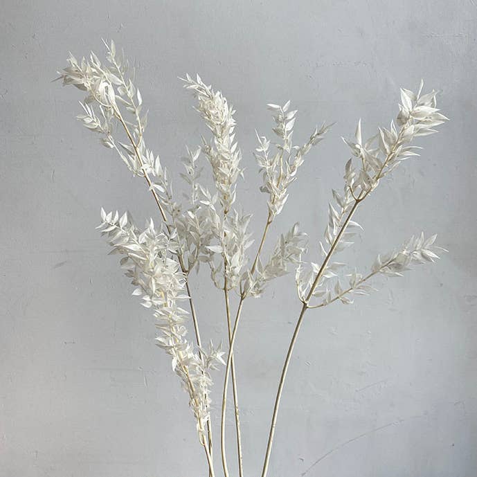 We Dried Our Best – wholesale Dried/pressed flowers – Italian Ruscus - Preserved/Dried, Bleached White, 50-70cm