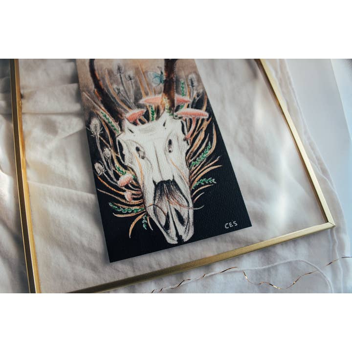 Pronghorn Skull Framed Print for wholesale by Brevity Art