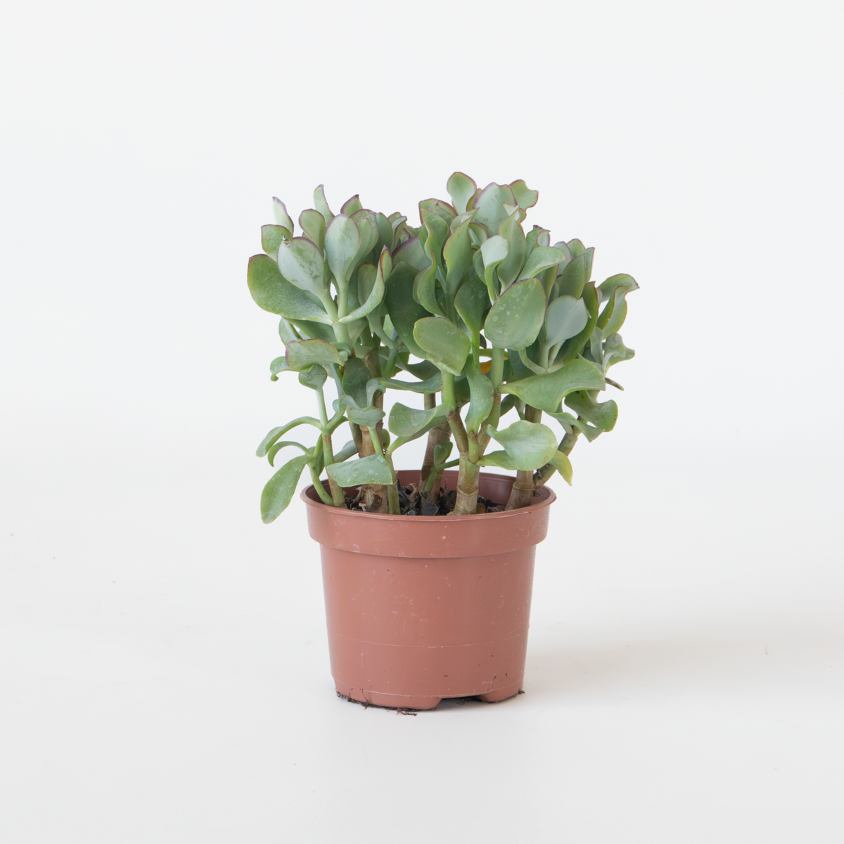 Oasis of Life - Wholesale Live Plant - Jade Plant – Crassula arborescens Curly – Height 15–25cm – Ø12cm – Succulent with Wavy Leaves – Easy-Care Houseplant for Home & Office – Decorative Crassula0