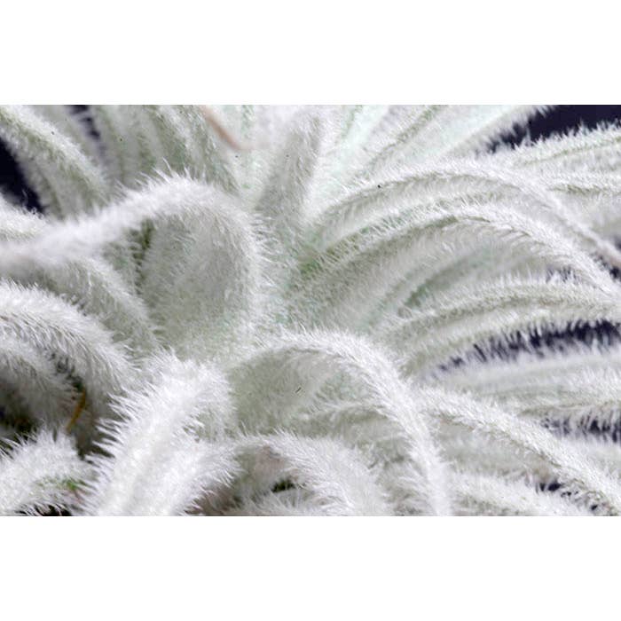 The Artizan Way - Wholesale Live Plant - Tillandsia Tectorum Bulk (12+ Plants) - Rare Air Plant
