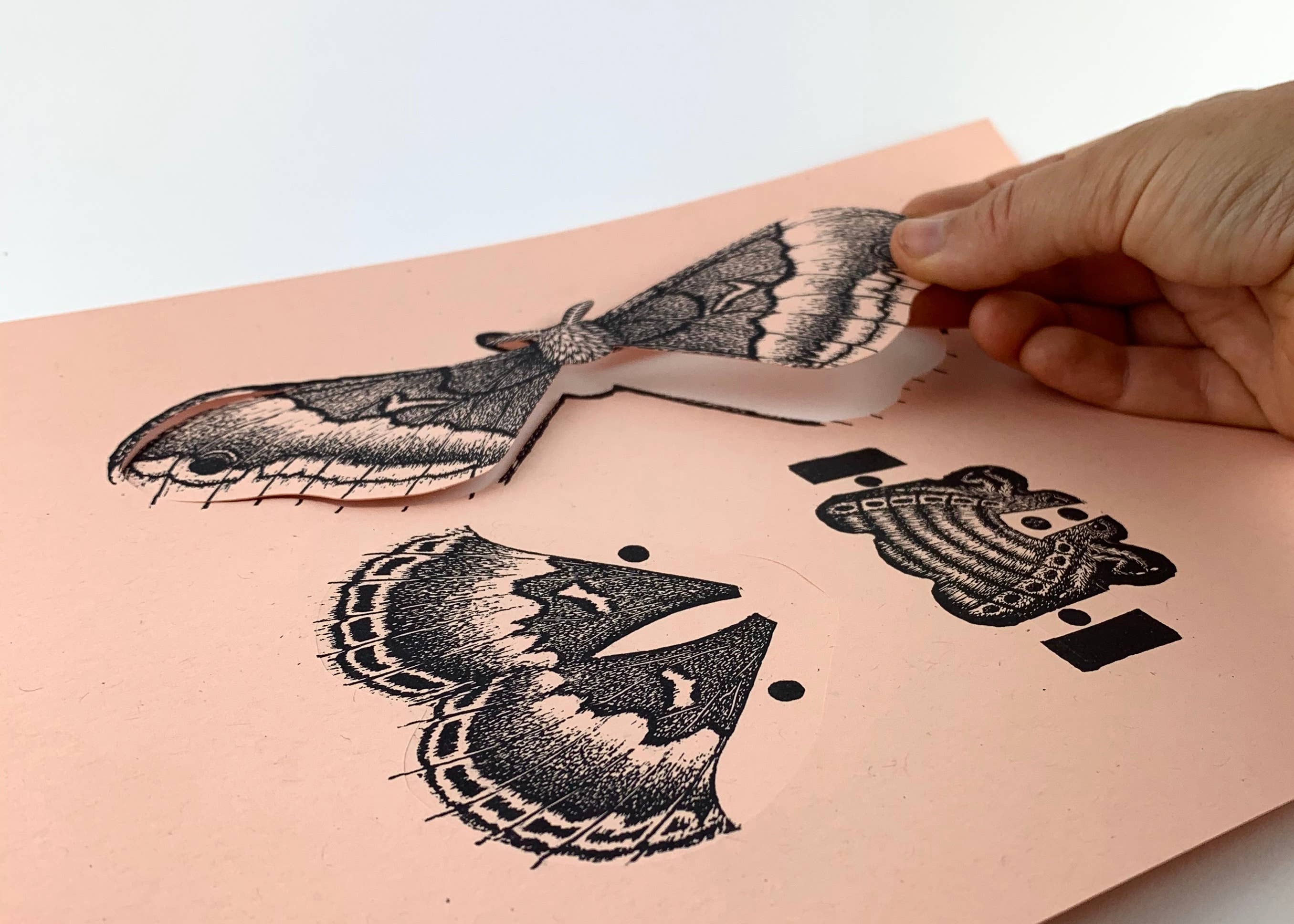 Questionable Press - Wholesale DIY Craft Kit - Moth Paper Sculpture5