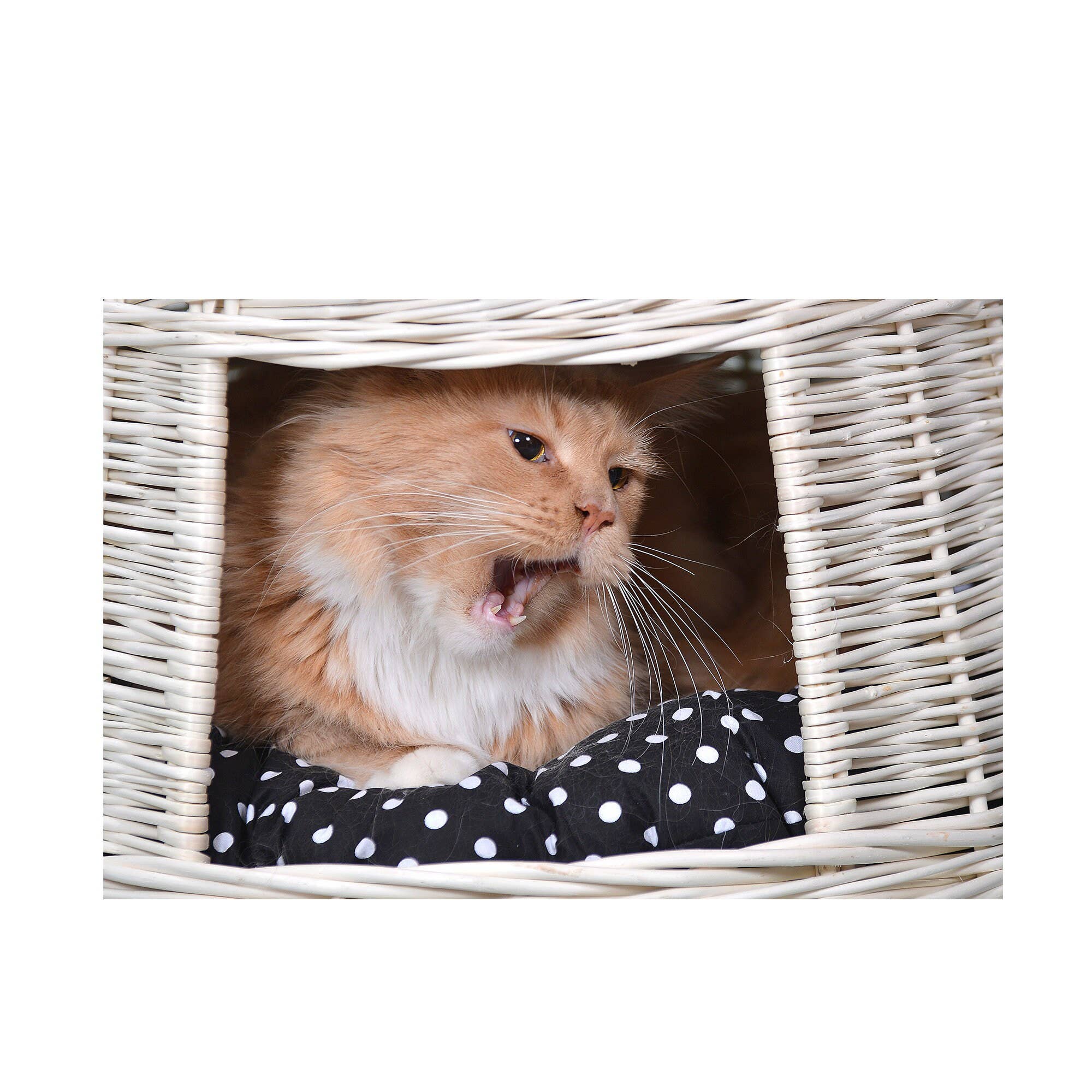 The Wicker Stories - Wholesale Pet Bed - Cat/Dog - Wicker Round Pet House, Whitewashed Pet Bed, Natural8