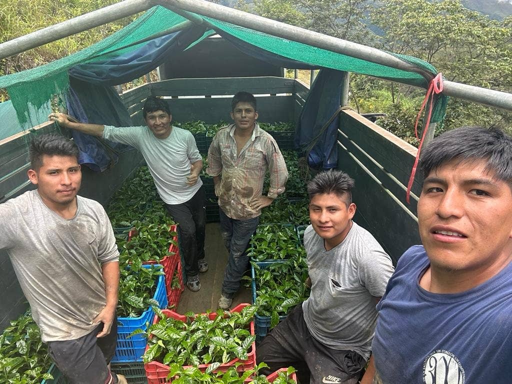 Whiptail Coffee - Wholesale Coffee Beans - Peru Alto Maravilla - Eloy Huillca Robles -SQ10344882