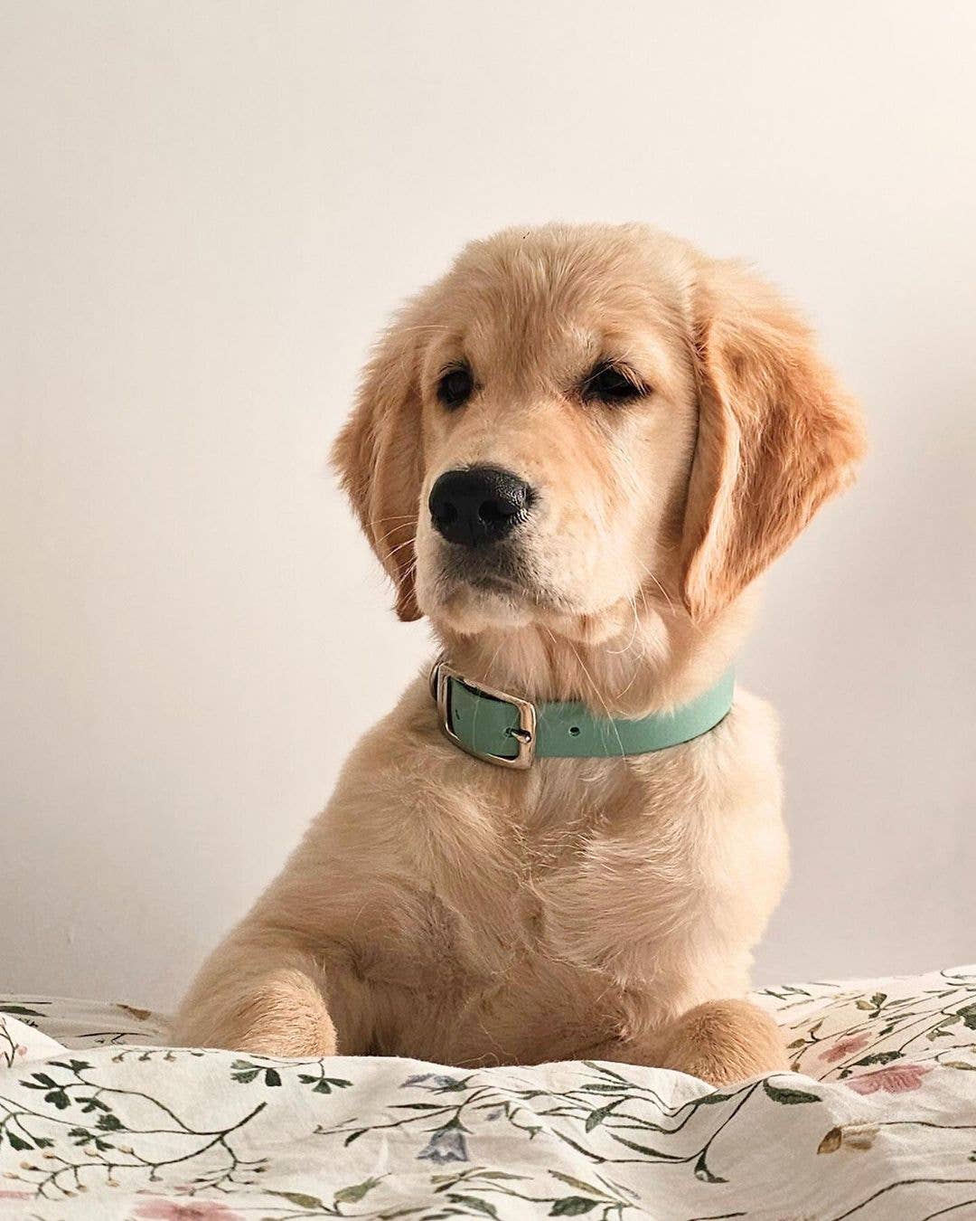 Ploouf Dogs - Wholesale Pet Collar - Dog - Lagoon green “soft touch” dog collar5