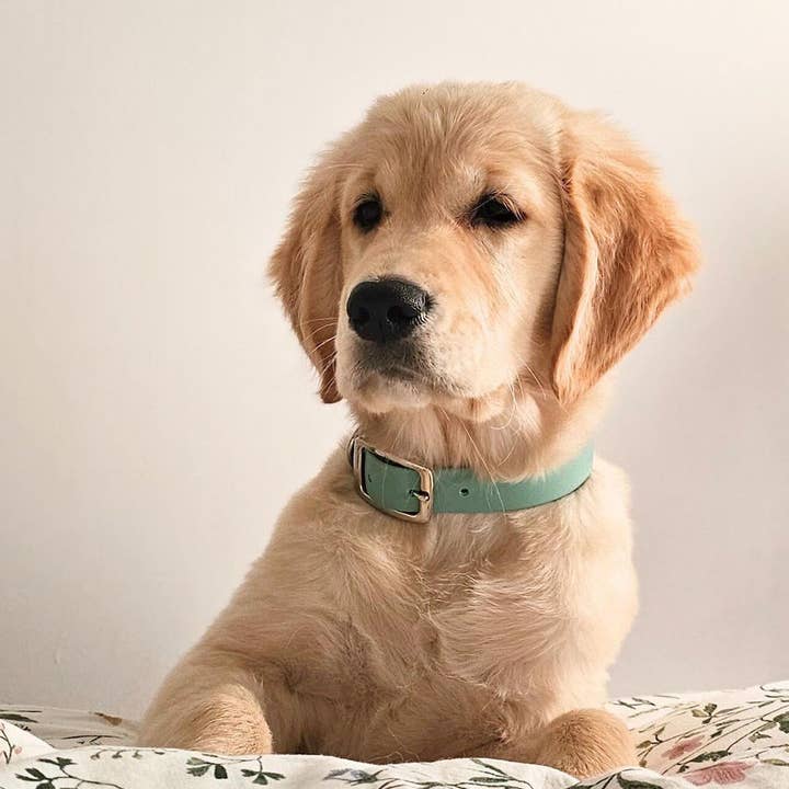 Ploouf Dogs - Wholesale Pet Collar - Dog - Lagoon green “soft touch” dog collar5