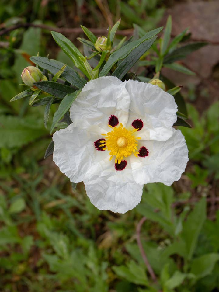 ØKOLOGISK KLIPPEROSE HYDROSOL / CISTUS / LABDANUM HYDROSOL for engroshandel hos Fawn Lily Botanica