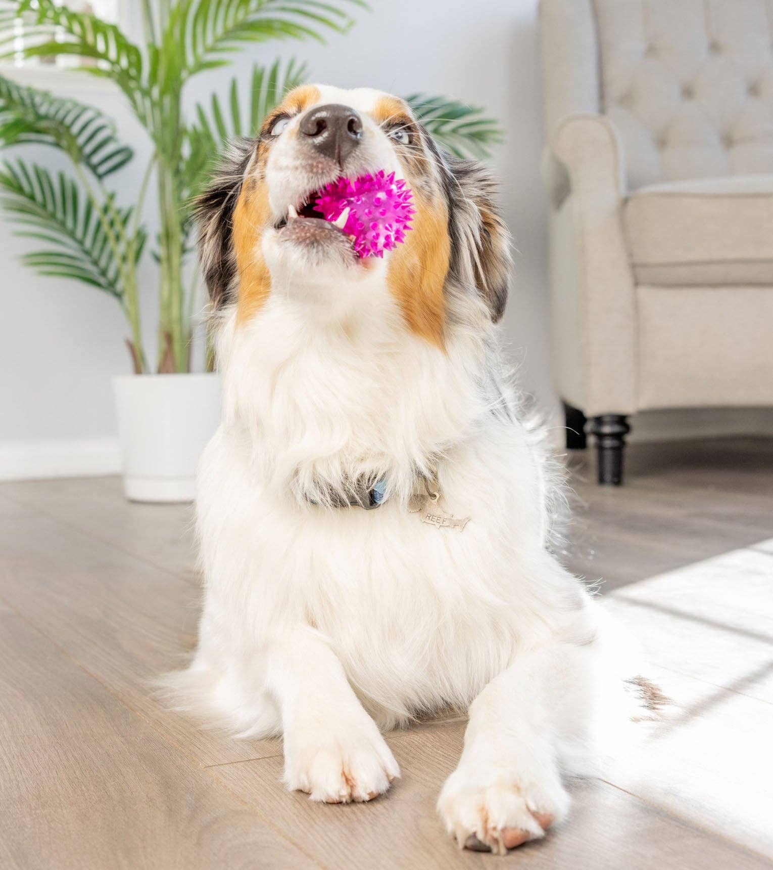 Downtown Pet Supply - Wholesale Knuffelspeeltje - Hond - 2-in-1 knuffelspeelgoed met haaien en kippen4