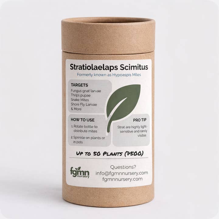 Stratiolaelaps Scimitus for wholesale by FGMN Nursery