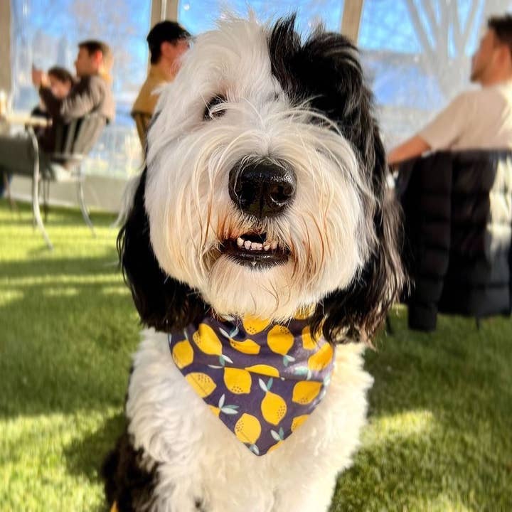 BibbyBubby - Wholesale Pet Bandana - Dog - Lemons Dog Bandana (Summer, Fruit, Pet Bandana)3