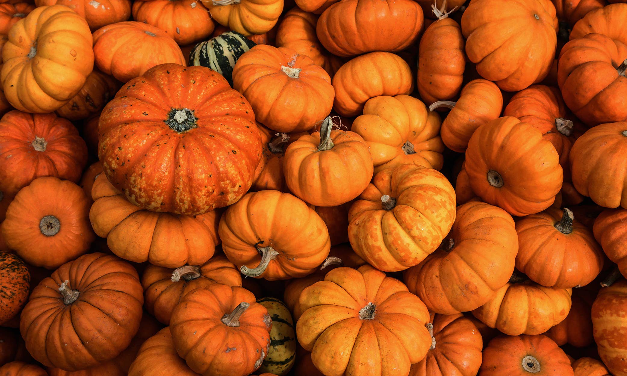 Milkhouse Candle Company - Vente Bougie en bocal - Bougie en pot de beurre de 16 oz : Hé, Citrouille !5