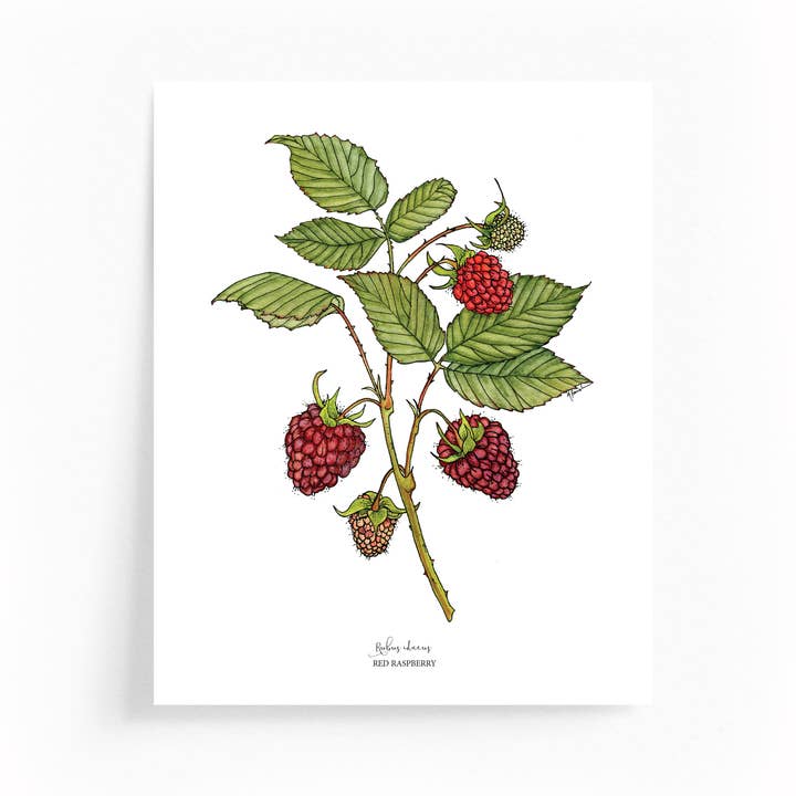 Red Raspberry Botanical Illustration 8x10 Print for wholesale by Wander & Gather