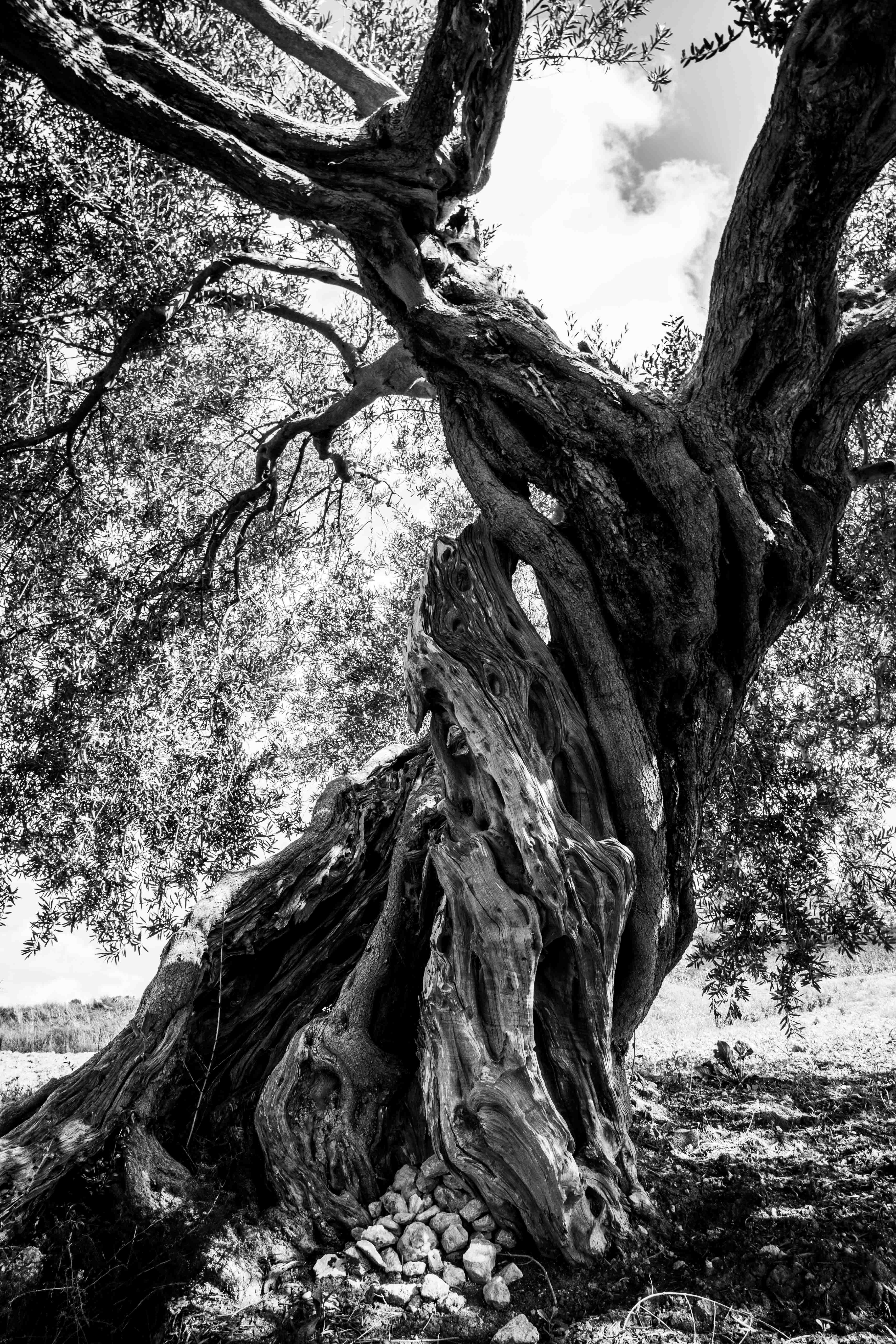 International Loft - Vente Huile d'olive - Huile d'olive extra vierge Zahara de Sicile, bouteille de 8,4 oz liq4