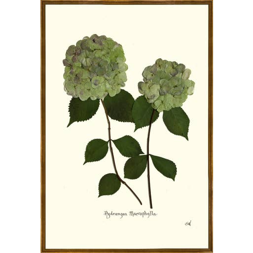Homegrown Art Co - Wholesale Art Print - Patina Pressed Double Green Hydrangea - Framed Botanical Art Print1