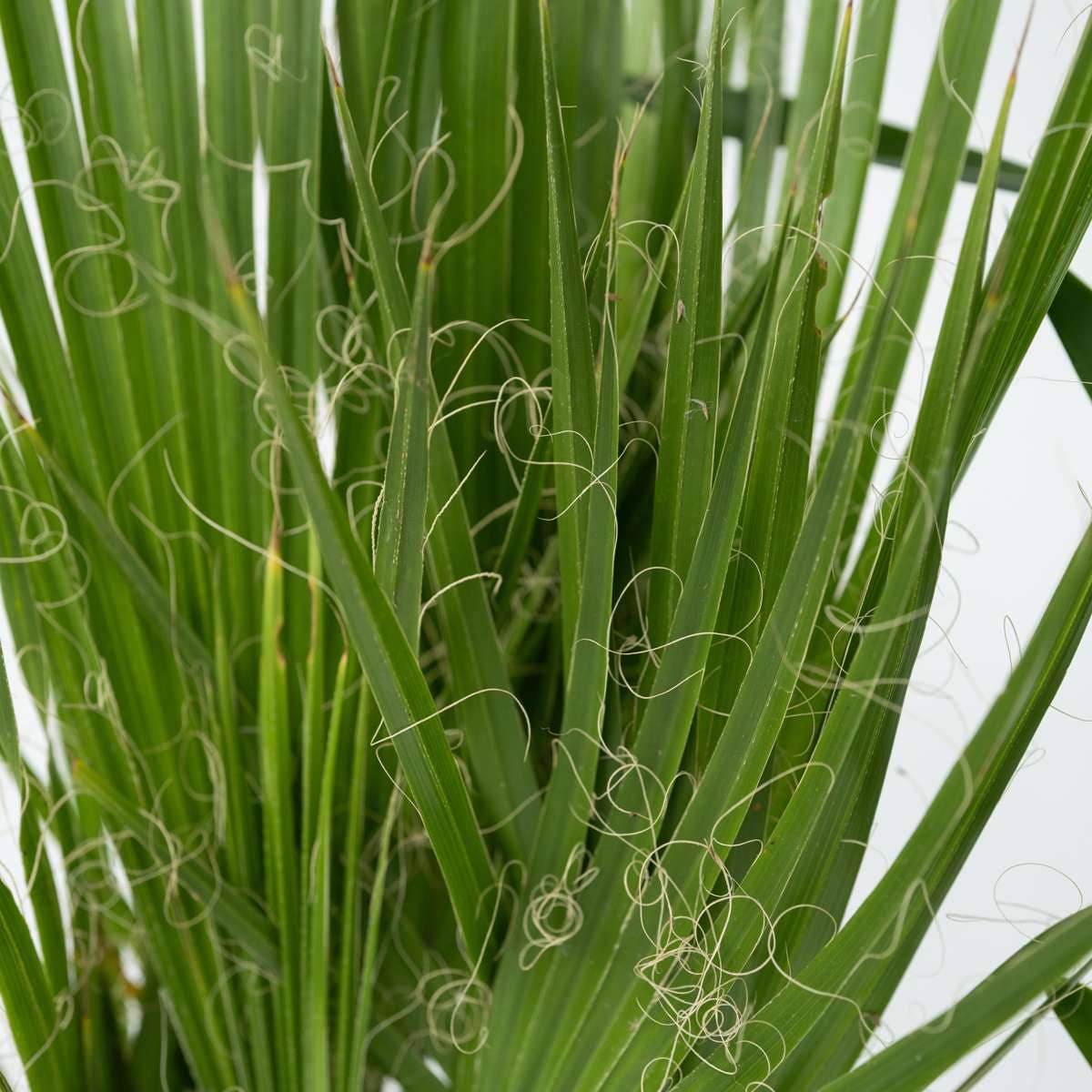 Oasis of Life – Großhandel Pflanzen – Zimmerpalmen-Mix – 6 Pflanzen – Indoor Palmmix – Höhe 50–70cm – Ø14cm – Tropische Zimmerpflanzen für Innenräume – Mit Pokon Pflanzendünger – Pflegeleicht & dekorativ3