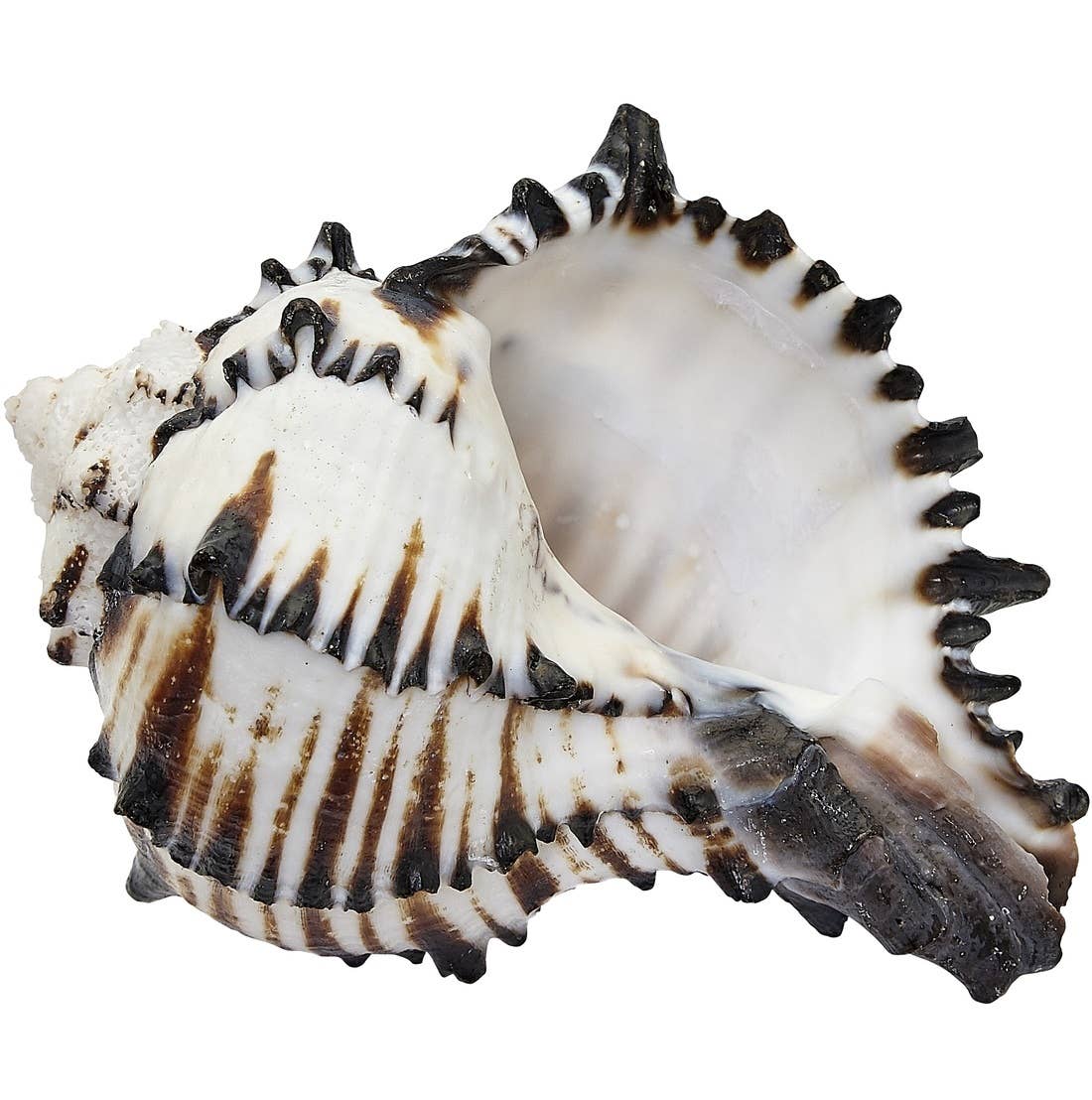 HS Seashells - Wholesale Decorative Tabletop Object - Black Murex 2-3"2